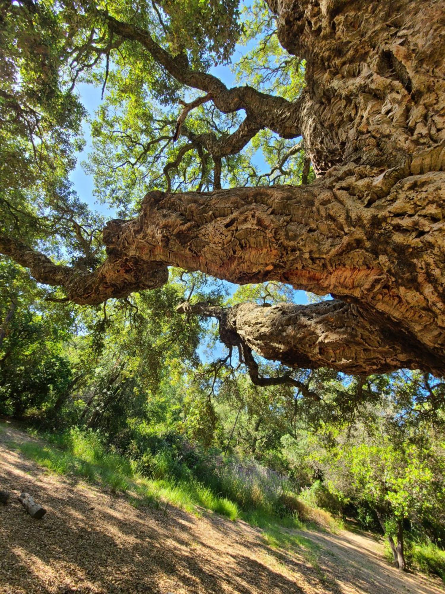 Evasion Nature A Cap Esterel Jardin, Mer & Golf Tout Confort Saint-Raphaël Buitenkant foto
